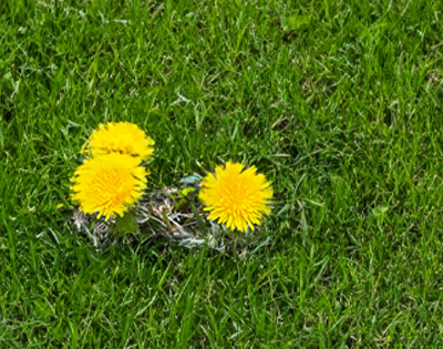Notification of Grass Weed Treatment
